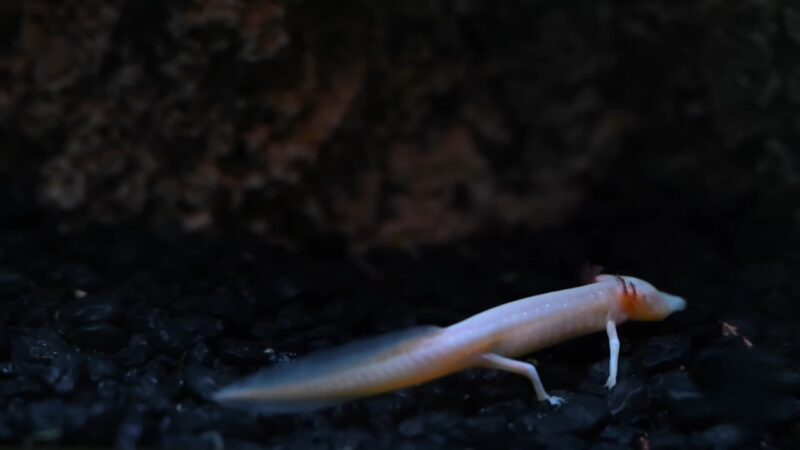 Texas Blind Salamander