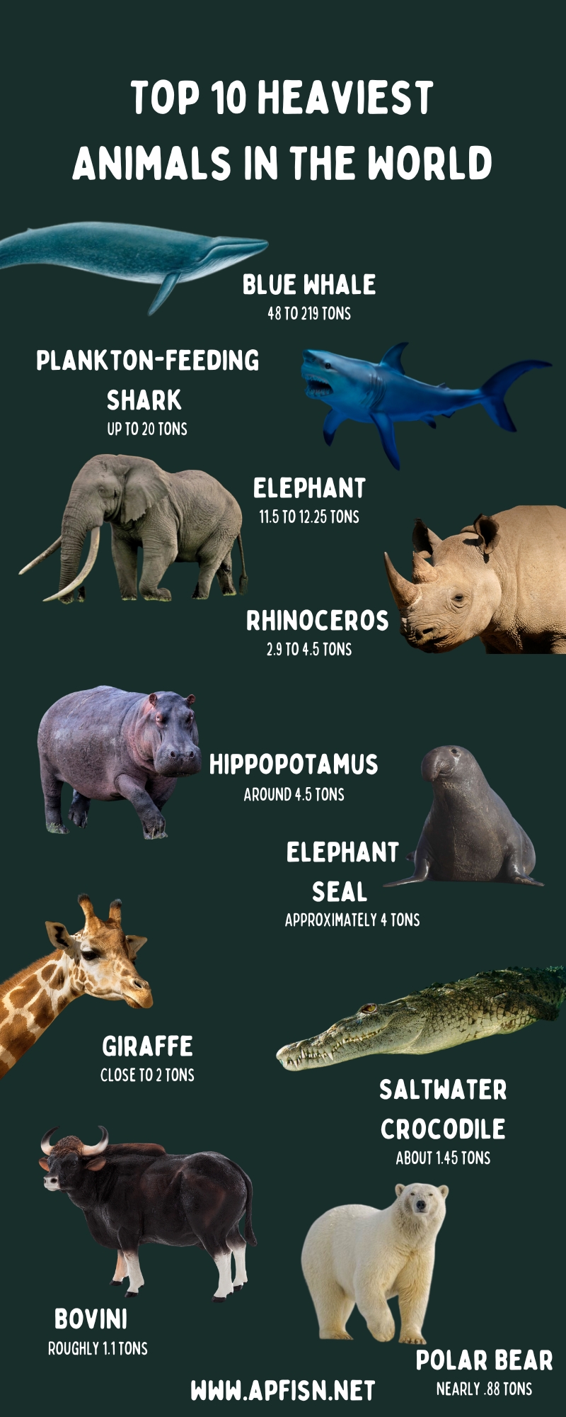 Top 10 Heaviest Animals In The World Infographic