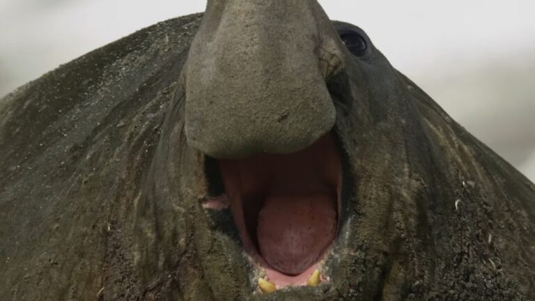 Elephant Seal - One of The Heaviest Animals in The World