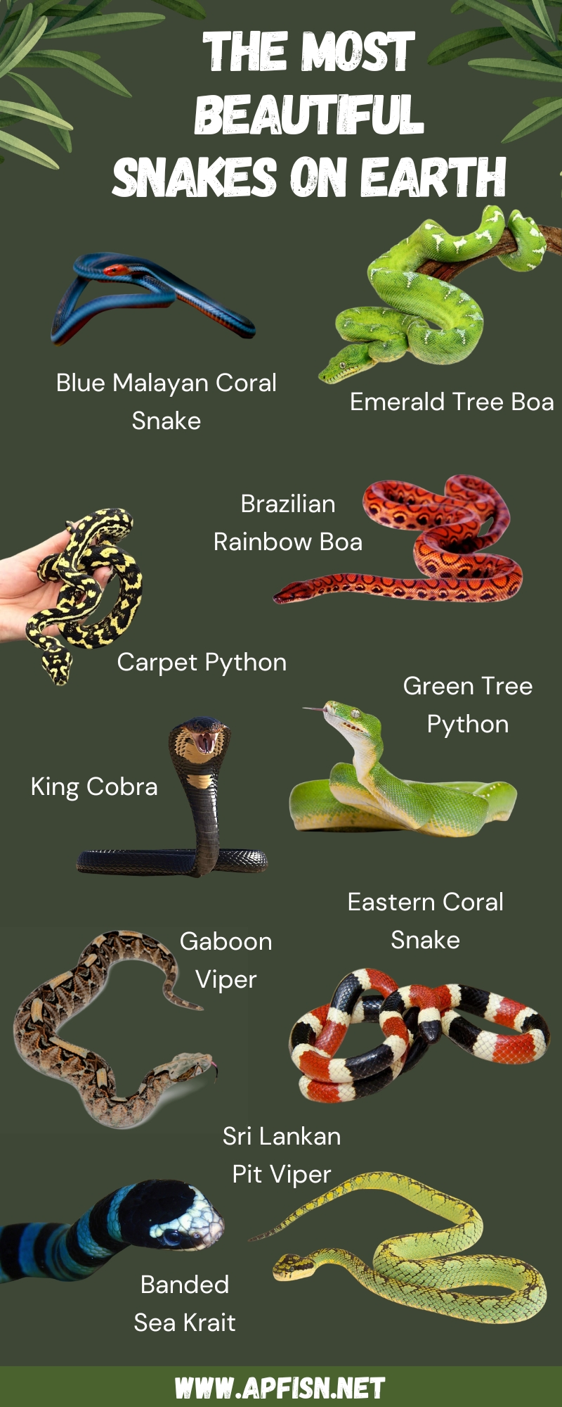 Top 10 Most Beautiful Snakes on Earth Infographic