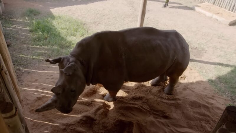 The Image Shows a Large White Rhinoceros Standing on Sandy Ground, Displaying Its Thick, Gray Skin and Prominent Horn, with A Sturdy, Muscular Body Typical of One of The Heaviest Land Animals