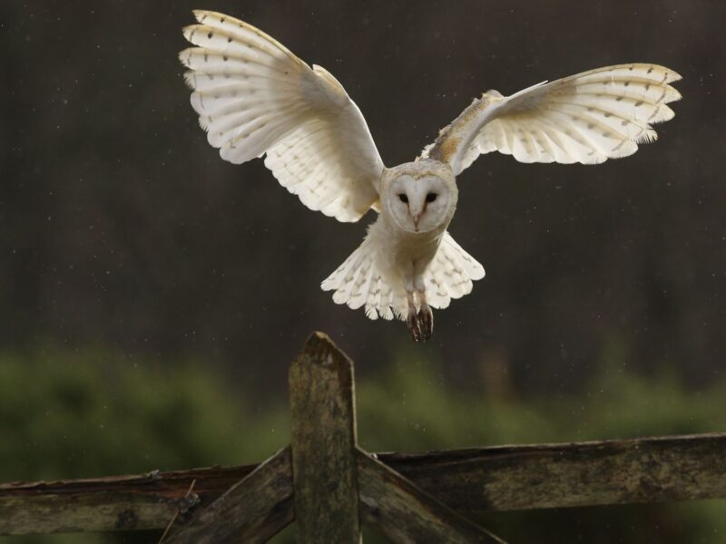 why owls have long legs