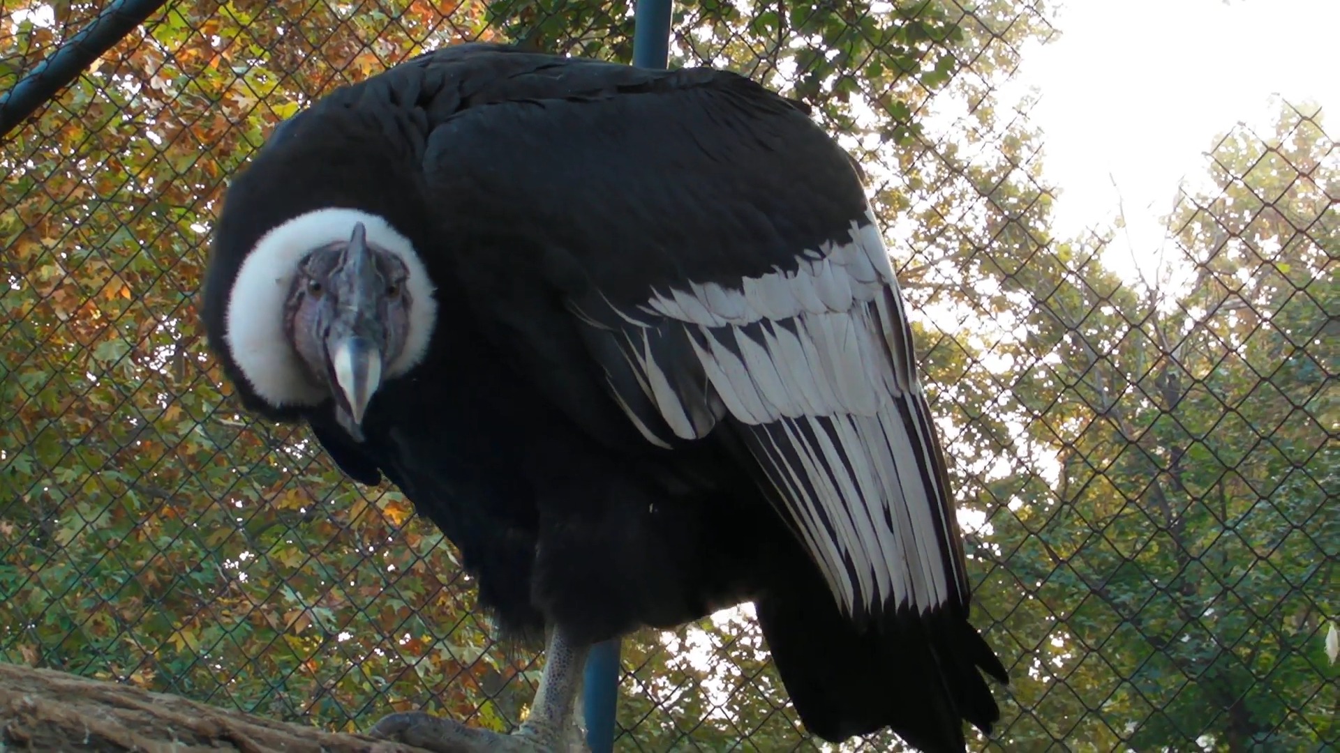 Andean Condor (Vultur gryphus) - largest birds