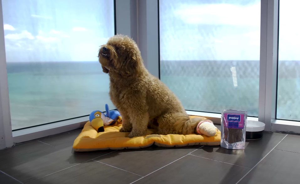 Dog in a hotel staring through the window