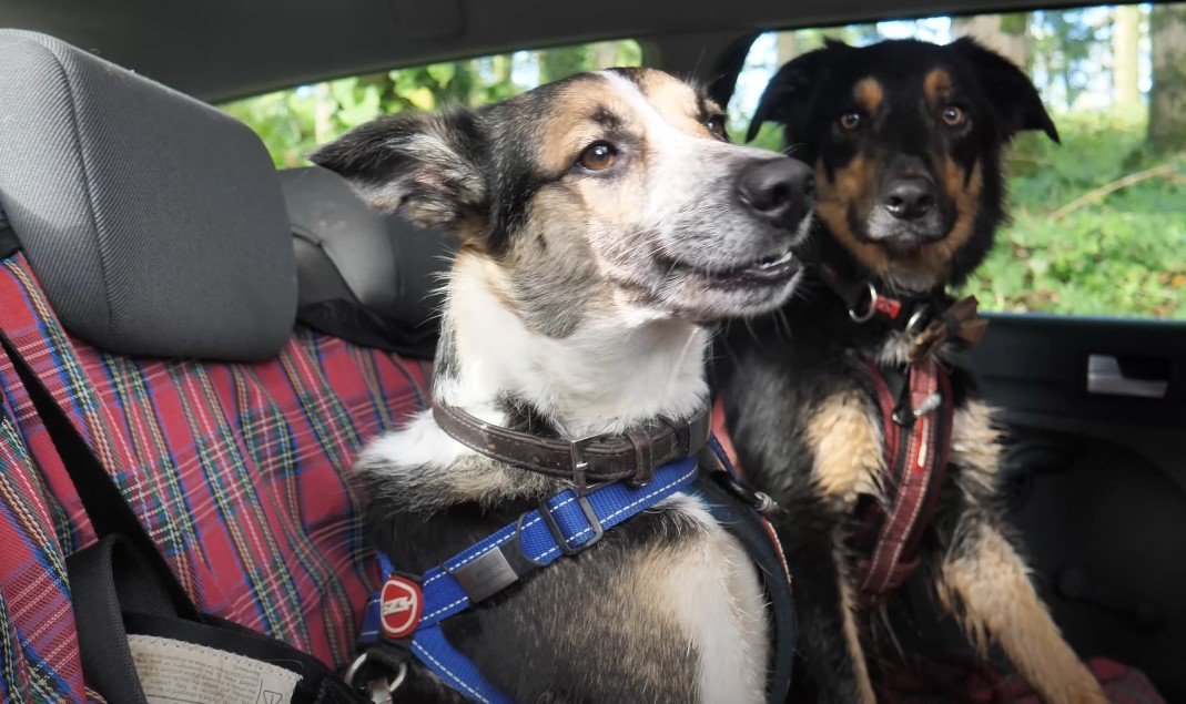 Two dogs on a back seat of a car seating