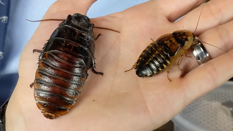 Two Large Dubia Roaches Being Held in A Person's Hand for Comparison