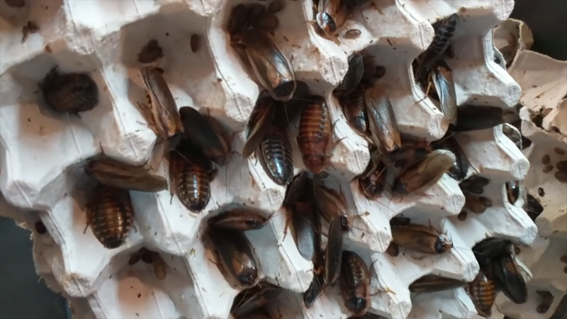 Dubia Roaches Clustered in An Egg Crate, Commonly Used as A Feeder Option for Reptiles