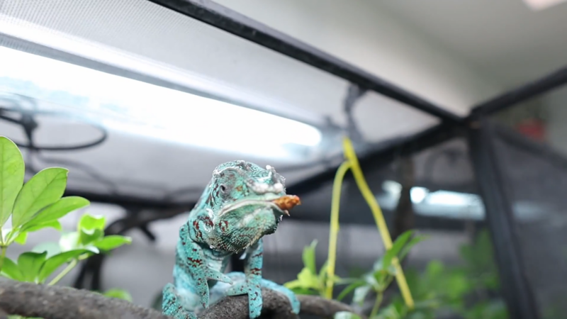 A Blue Chameleon Eating a Dubia Roach Inside a Reptile Enclosure