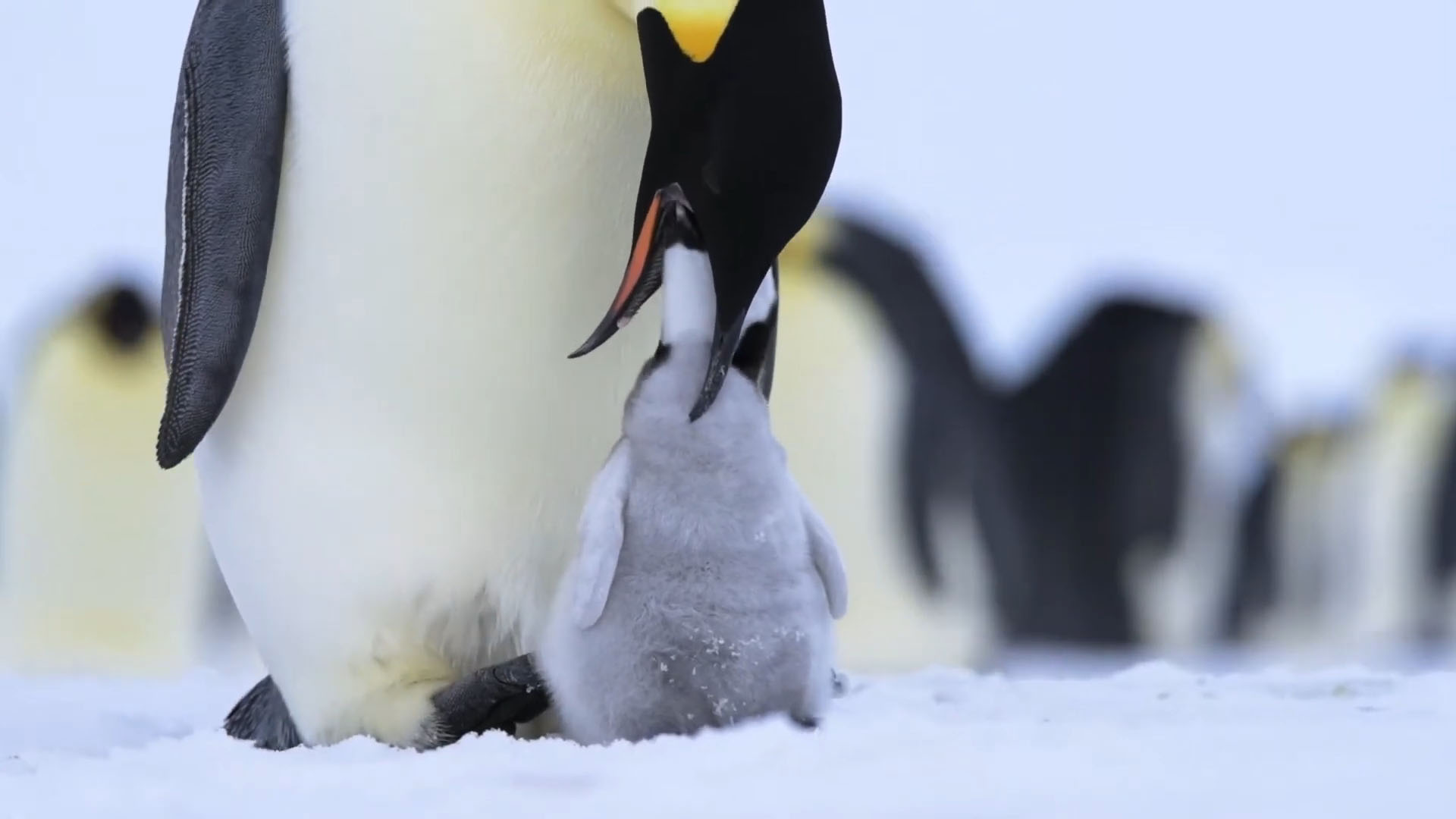 Emperor Penguin stands on snow while feeding its chick, showcasing the adult's striking black and white plumage and vibrant orange patches against the soft gray down of the fluffy chick