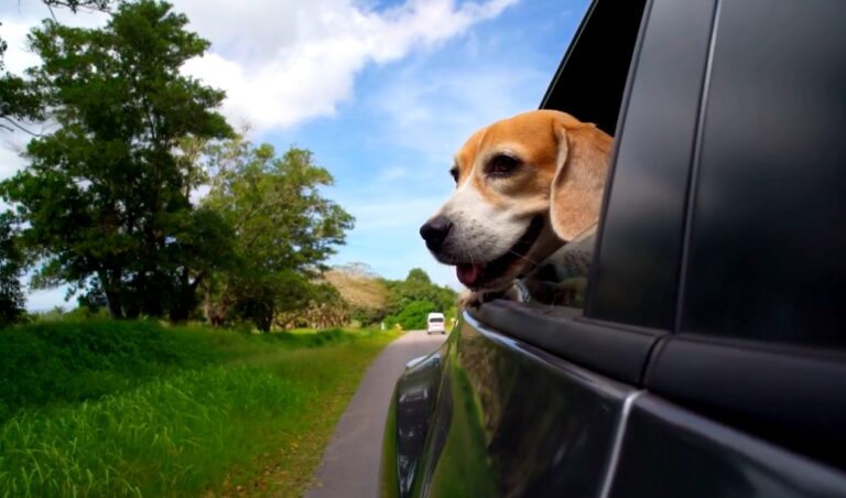 Dog's head sticking out of the car window