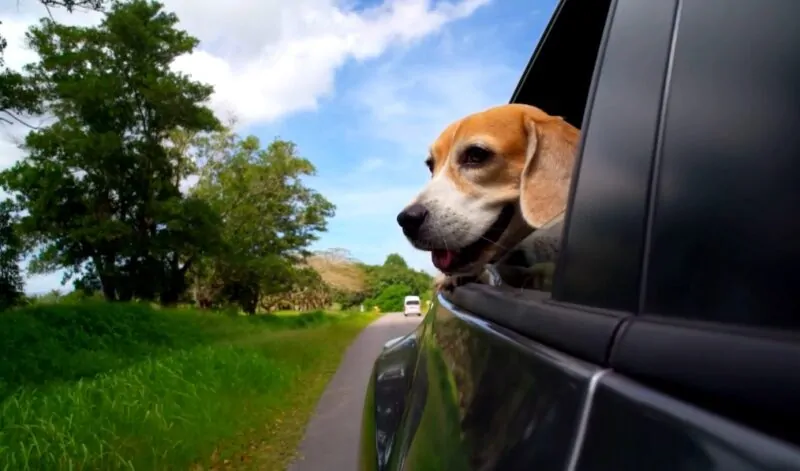 Dog's head sticking out of the car window