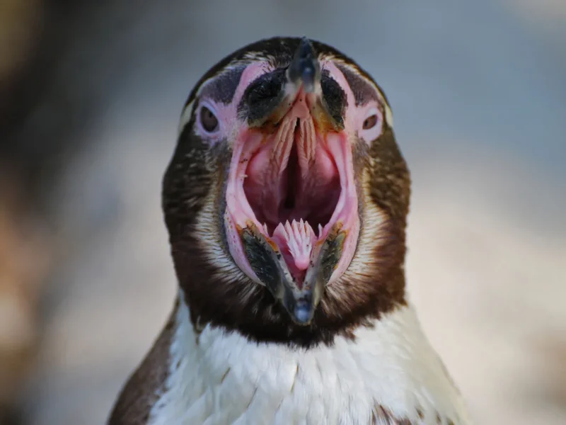 Inside a penguin mouth