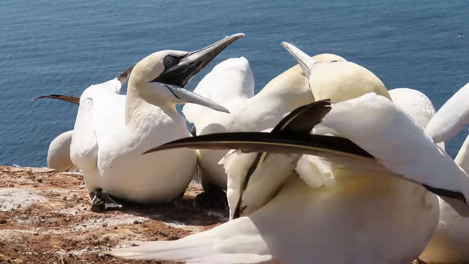 Northern Gannet (Morus bassanus) - Largest Birds