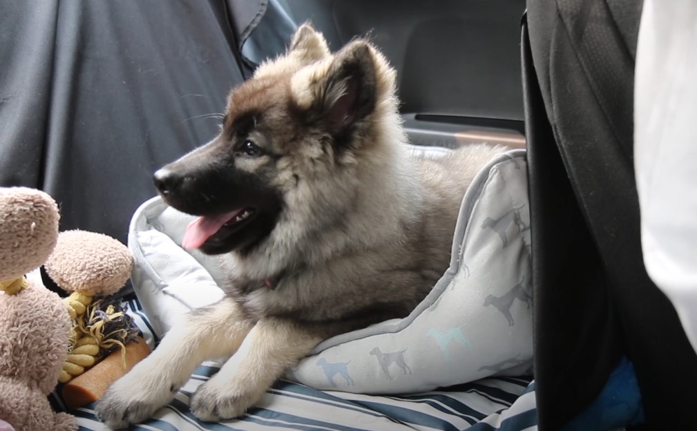 Dog playing with his toys in a car's back seat