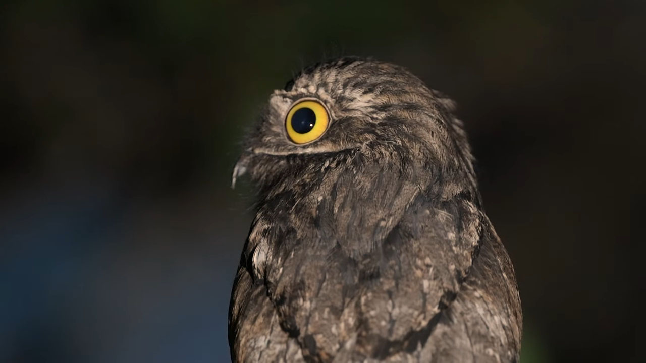 Close-up of a ghost bird with distinct yellow eyes and mottled feathers, set against a blurred background, emphasizing its camouflaged appearance