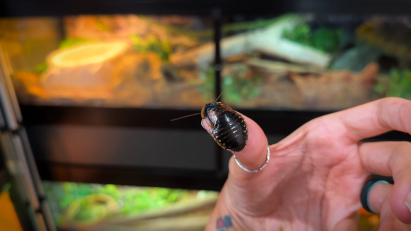 A Person Holding a Dubia Roach on Their Finger in Front of A Reptile Enclosure