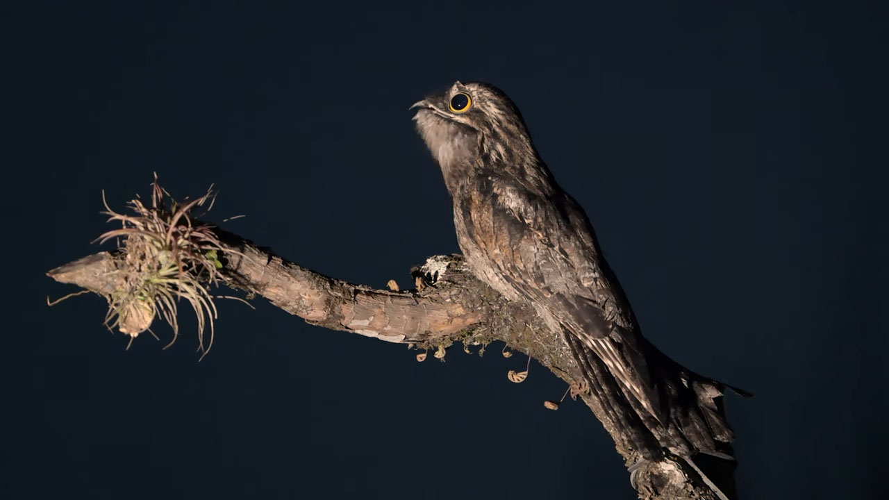 Ghost bird perched on a branch with visible moss, showcasing its mottled feathers and striking yellow eyes against a dark background, illustrating its camouflaged appearance