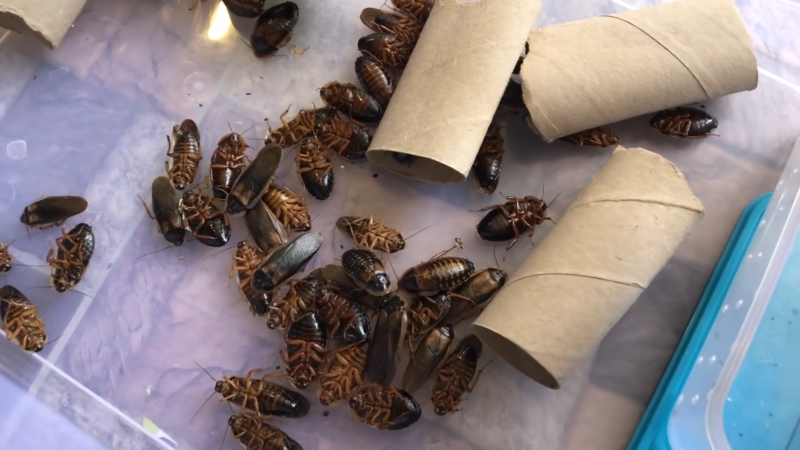 Dubia Roaches in A Container with Cardboard Tubes, Used as Feeders for Reptiles