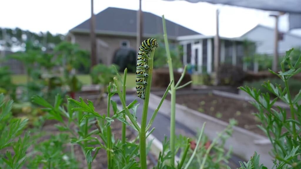 Black swalowtail in the garden