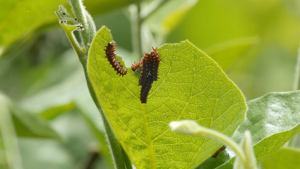 Crimson rose caterpillars eating a leaf