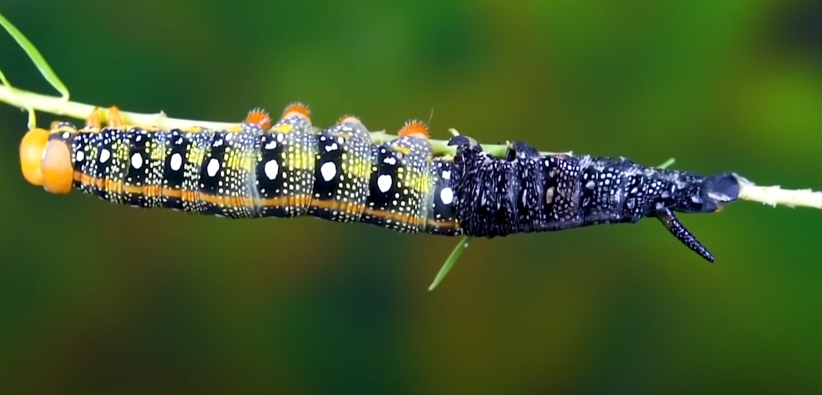 Caterpillar eating plants