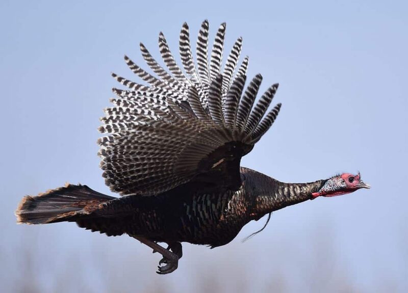 wild turkey